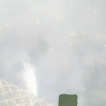大口鲶