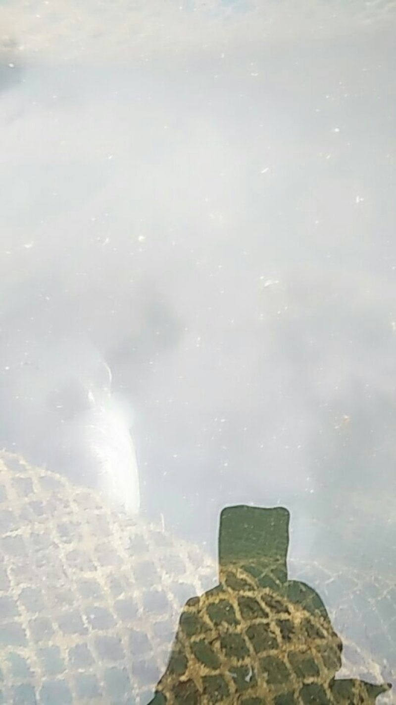 大口鲶