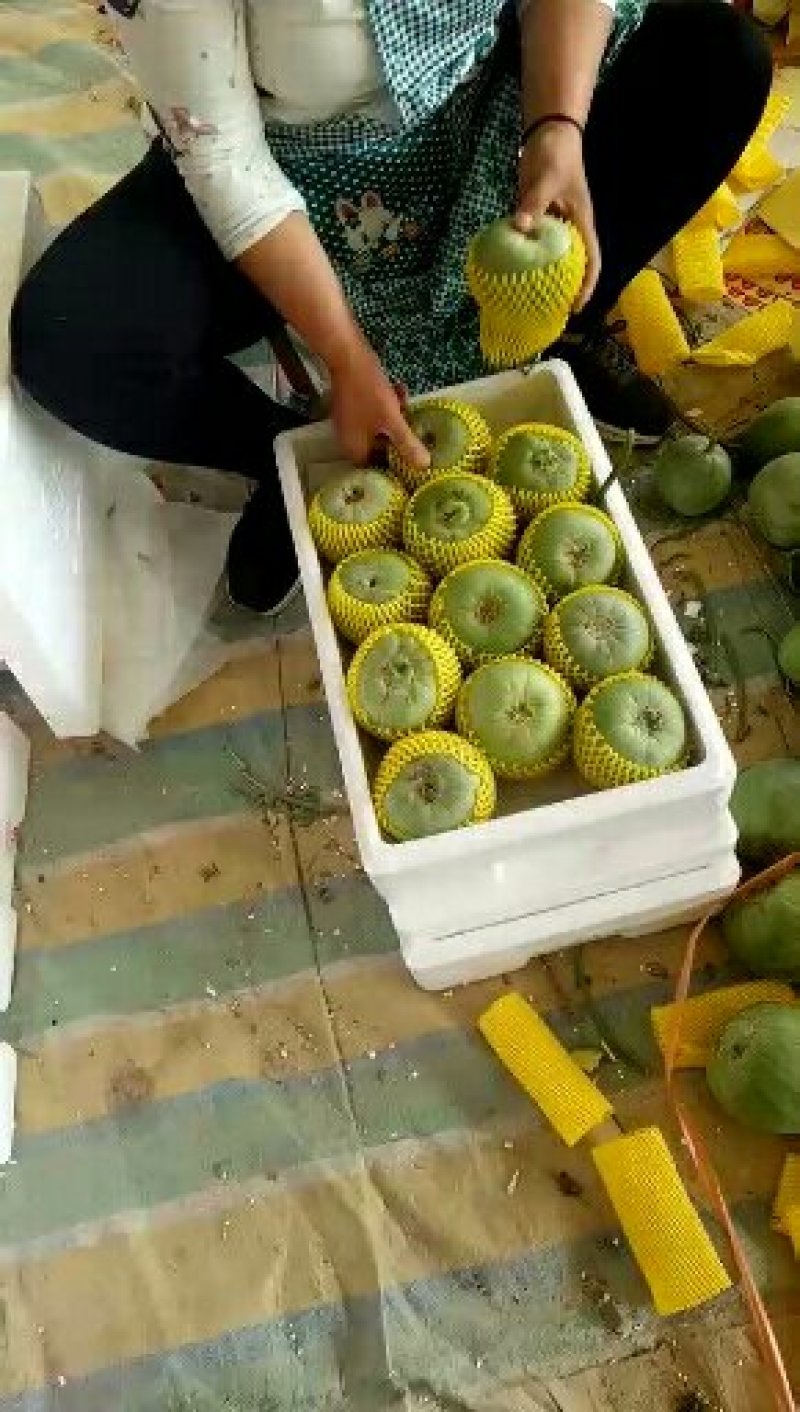 甜瓜苗博洋61甜瓜苗大型苗场现货直发包技术指导