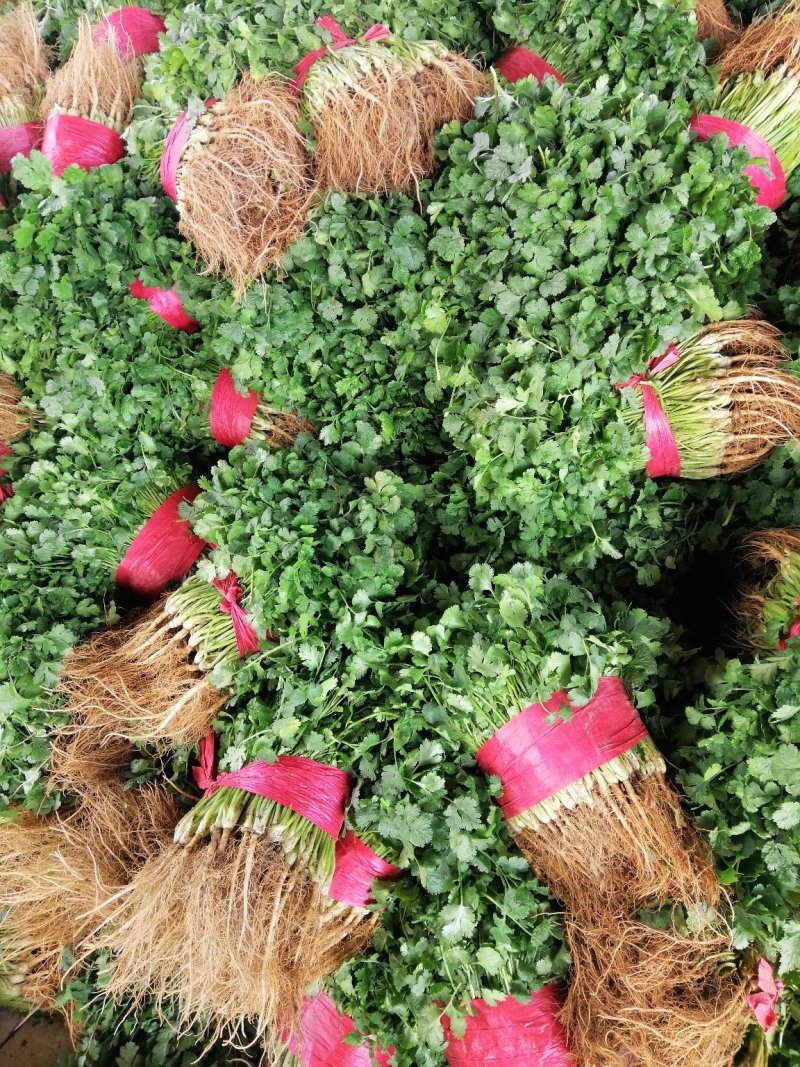 香菜，叶绿，根均匀，面积大，质量好。