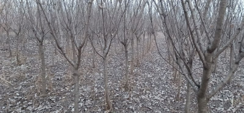 五公分的单樱一万棵