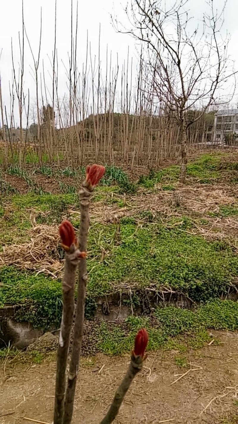 红香椿