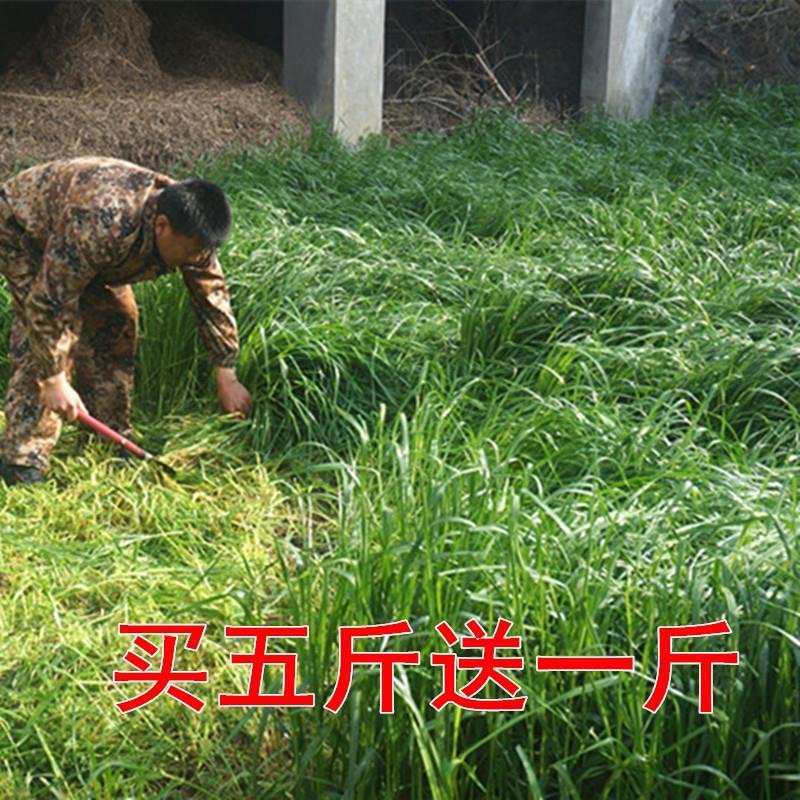 进口耐寒牧草多年生黑麦草四季常青鸡鸭鹅猪牛羊鱼草