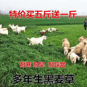 进口耐寒牧草多年生黑麦草四季常青鸡鸭鹅猪牛羊鱼草