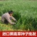 进口耐寒牧草多年生黑麦草四季常青鸡鸭鹅猪牛羊鱼草