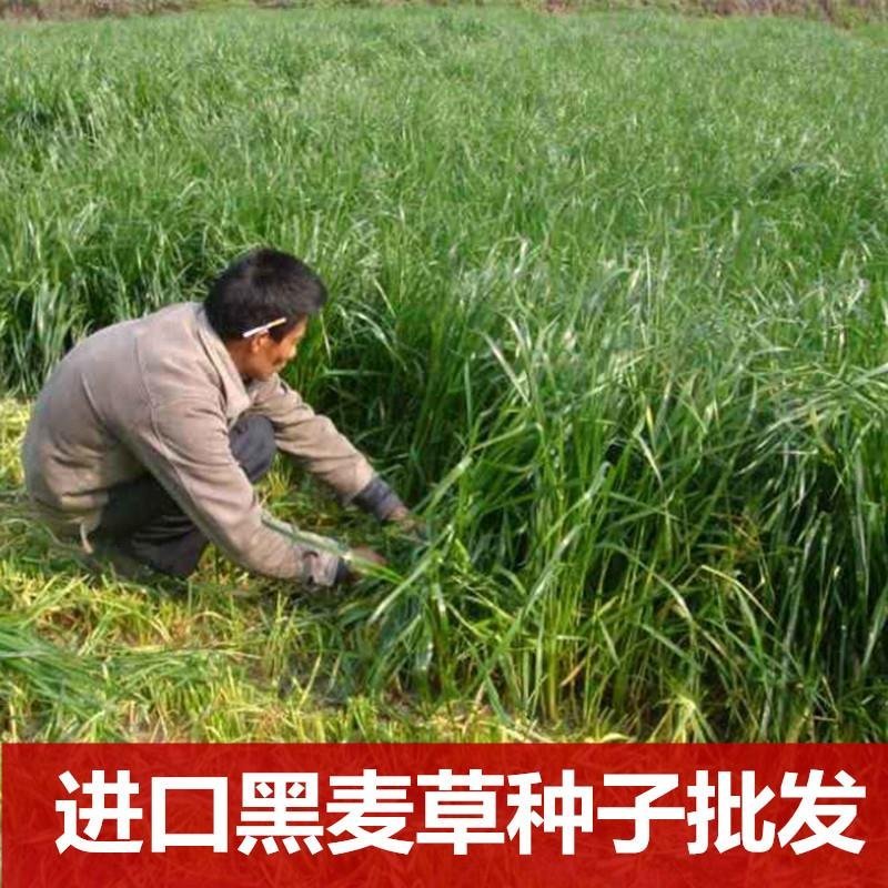 进口耐寒牧草多年生黑麦草四季常青鸡鸭鹅猪牛羊鱼草