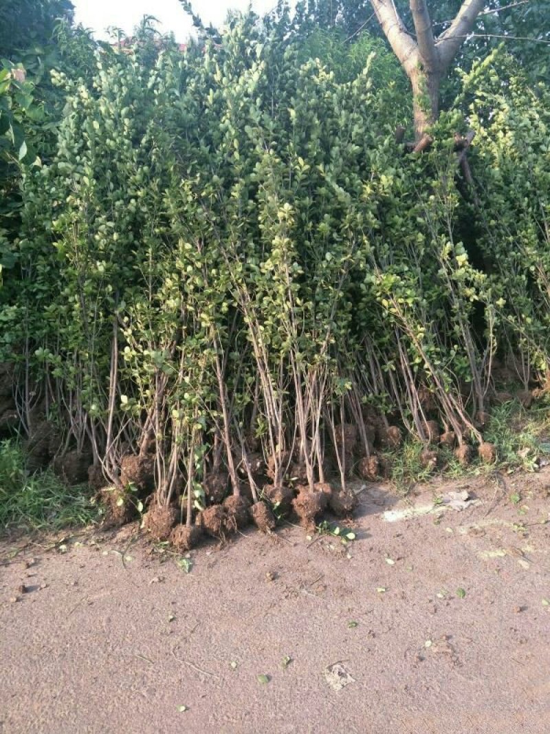 批发供应北海道黄杨，价格优惠，规格大苗小苗都有
