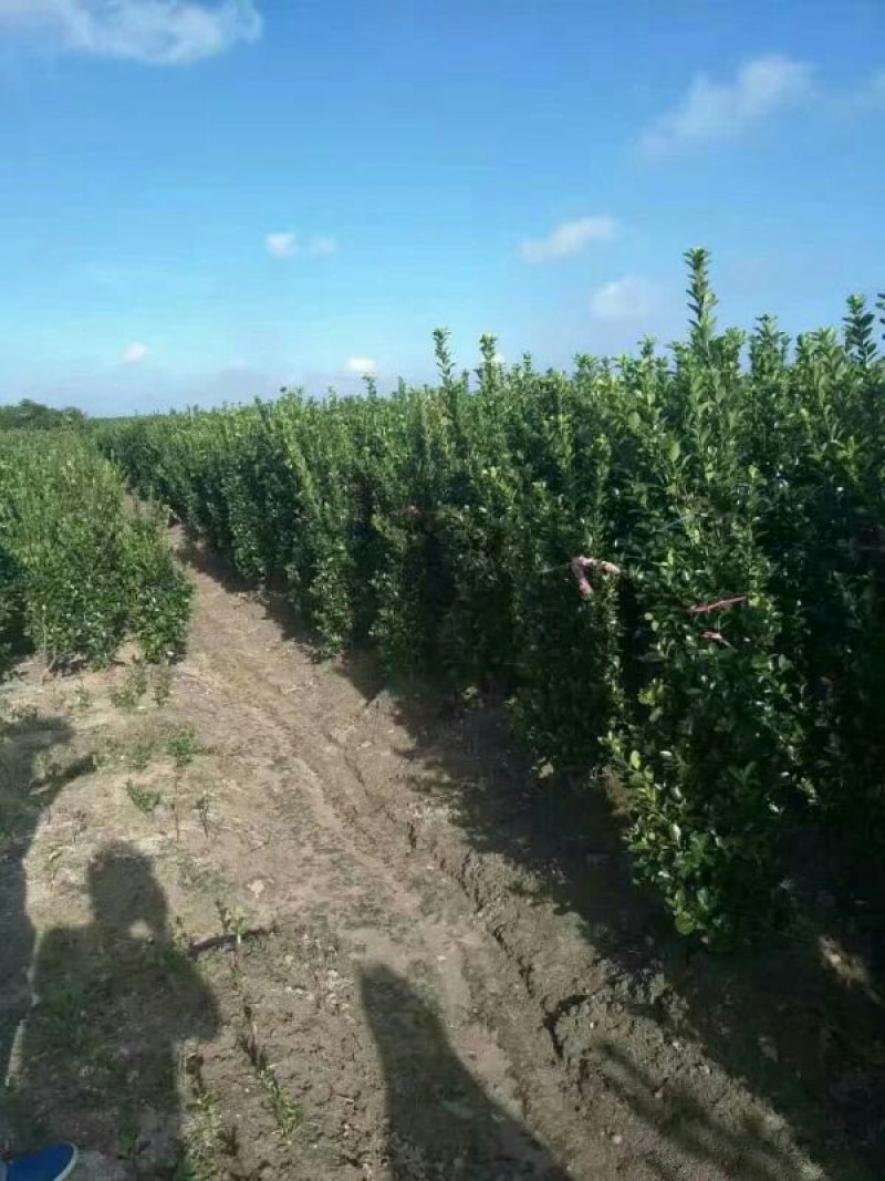 批发供应北海道黄杨，价格优惠，规格大苗小苗都有
