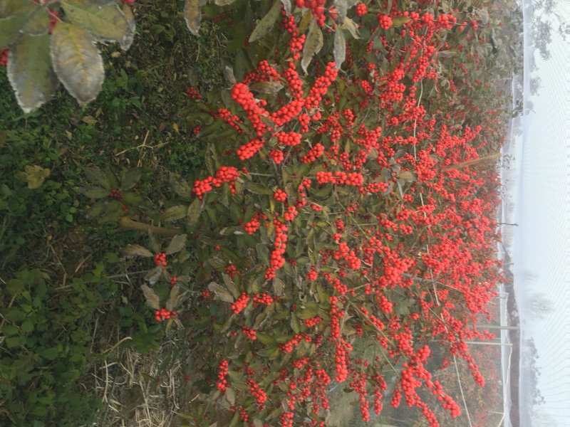各种规格北美冬青占地树1到时间大树