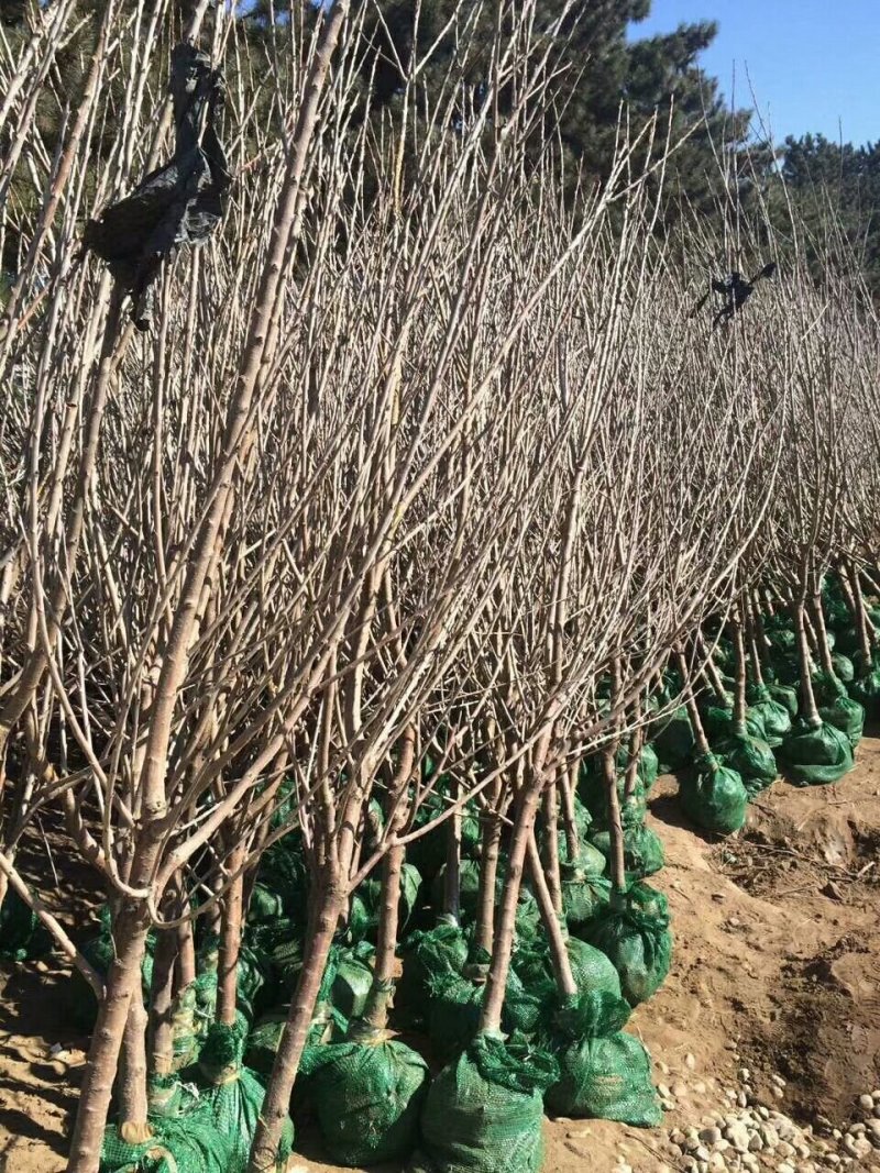 杏树桃树大樱桃树李子树苹果树占地树建园树