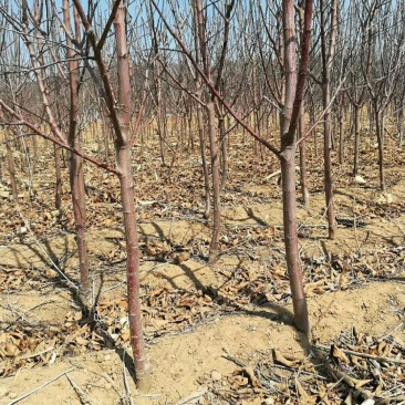 杏树桃树大樱桃树李子树苹果树占地树建园树