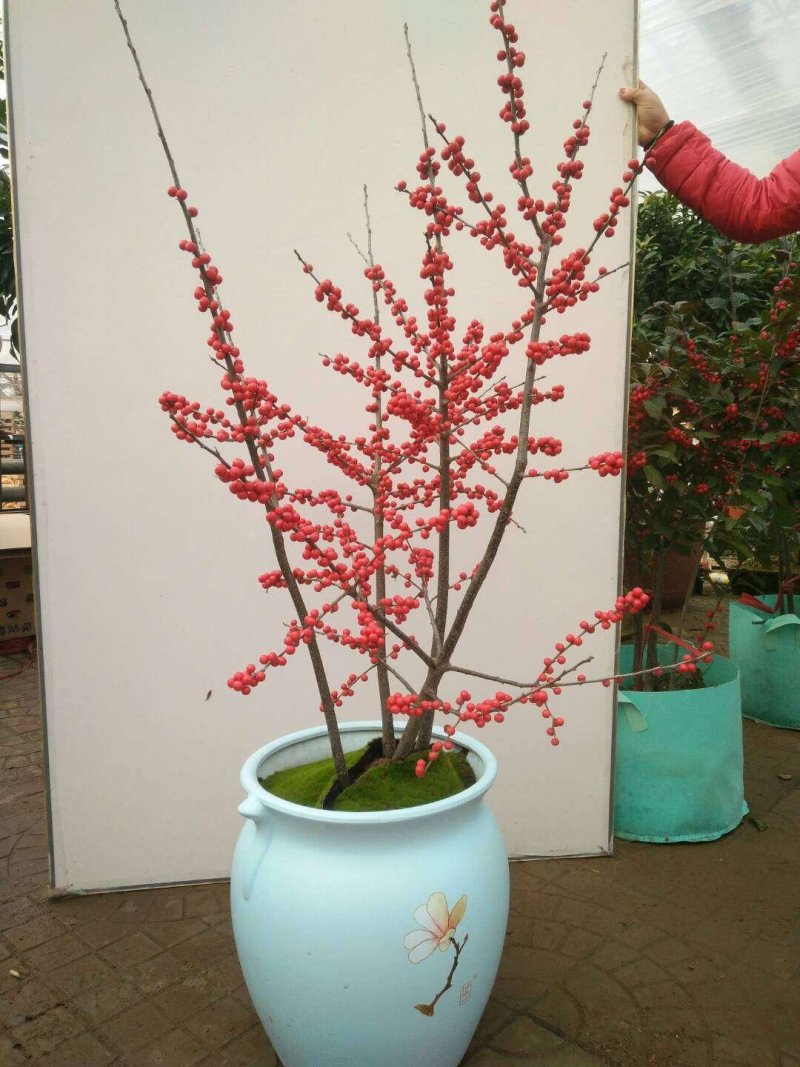各种规格北美冬青占地树1到时间大树