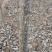 107杨树