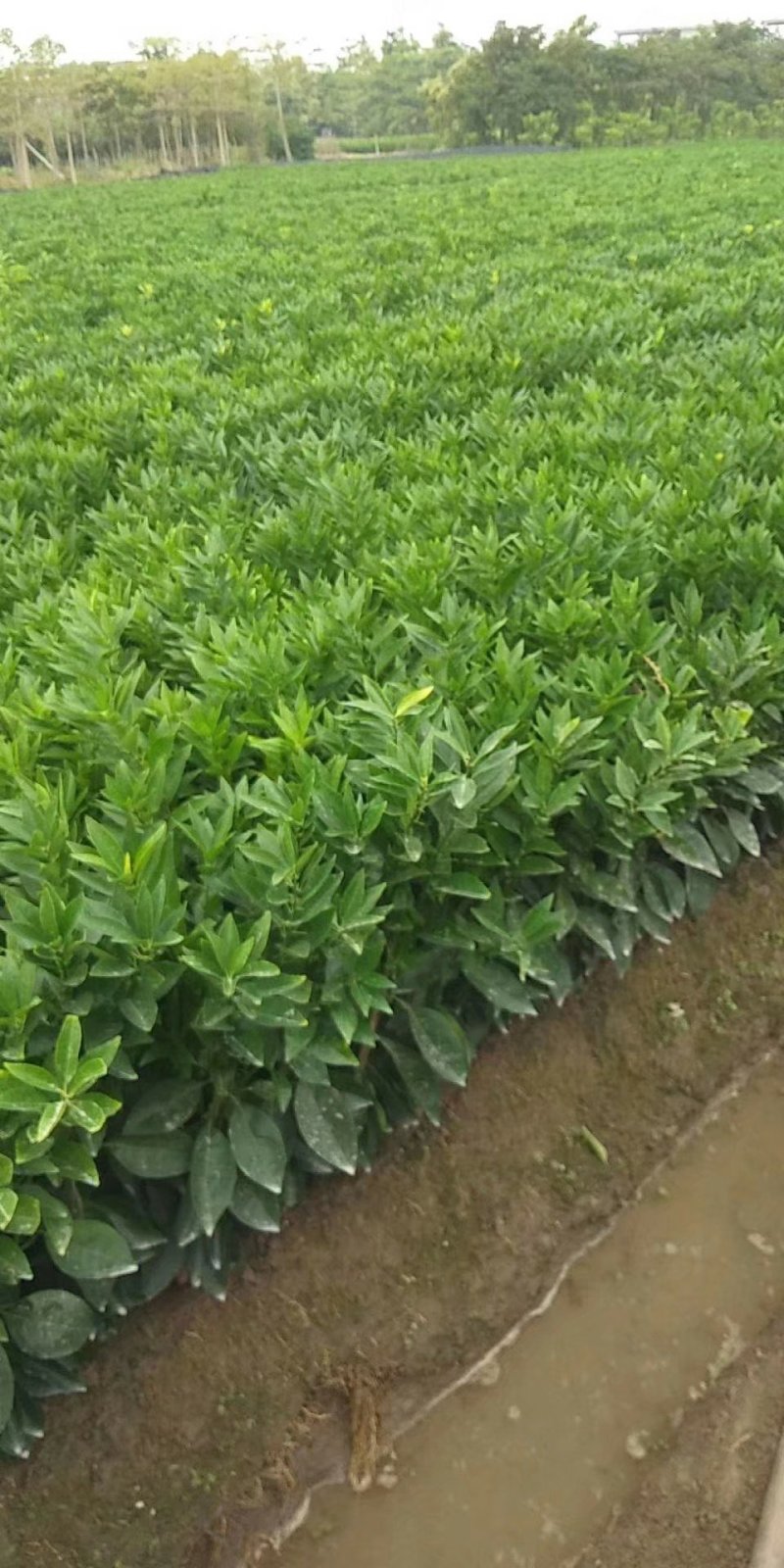091沃柑苗无核沃柑苗包邮广西沃柑苗
