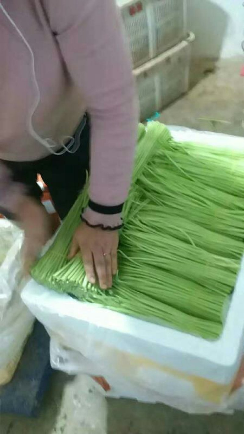 青芦蒿芦蒿产地农户直发，持续量大走货中。