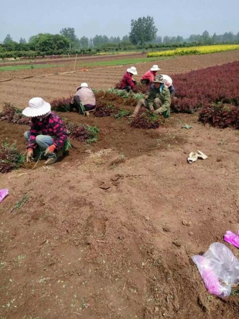 常年批发供应红叶小檗小苗价格优惠，规格有一年生两年生高度