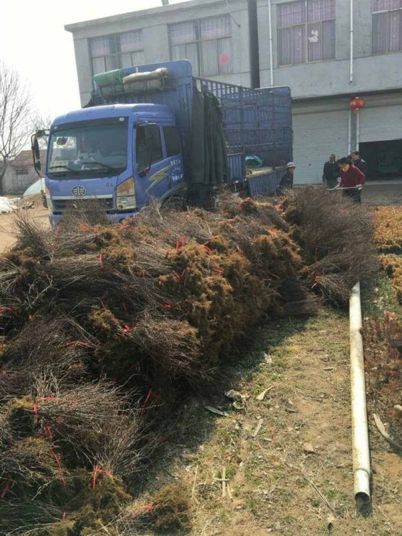 常年批发供应红叶小檗小苗价格优惠，规格有一年生两年生高度