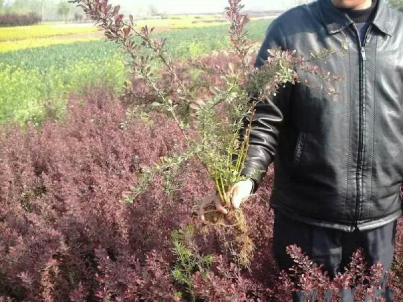 常年批发供应红叶小檗小苗价格优惠，规格有一年生两年生高度
