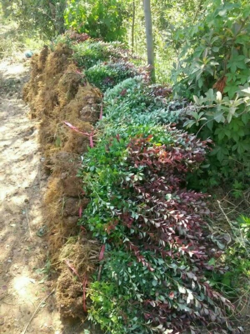 常年批发供应红叶小檗小苗价格优惠，规格有一年生两年生高度