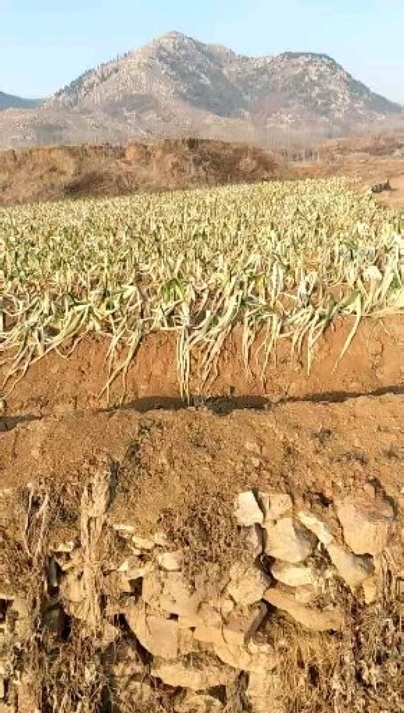 长白大葱