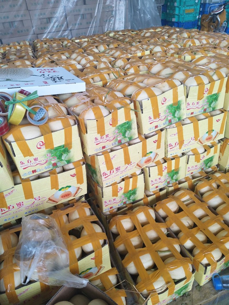 东方蜜1号甜瓜！大棚吊秧瓜，甜瓜香瓜基地！品种上百种！