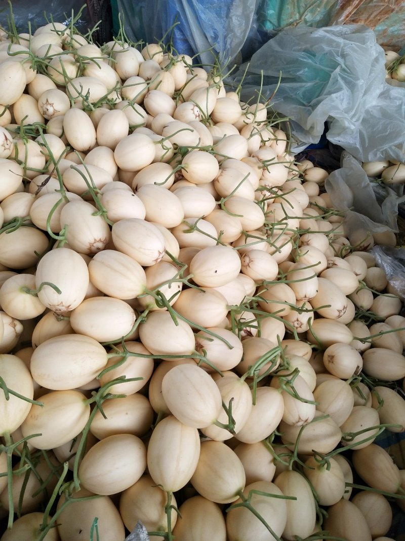 东方蜜1号甜瓜！大棚吊秧瓜，甜瓜香瓜基地！品种上百种！