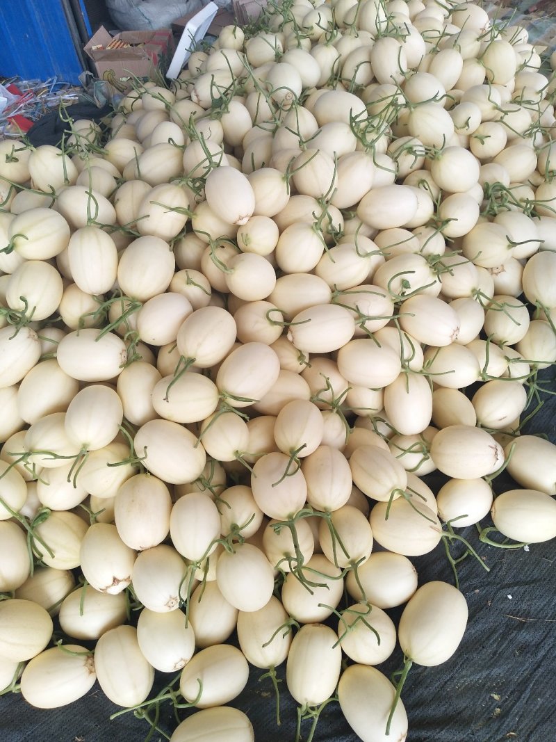 东方蜜1号甜瓜！大棚吊秧瓜，甜瓜香瓜基地！品种上百种！