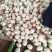 东方蜜1号甜瓜！大棚吊秧瓜，甜瓜香瓜基地！品种上百种！
