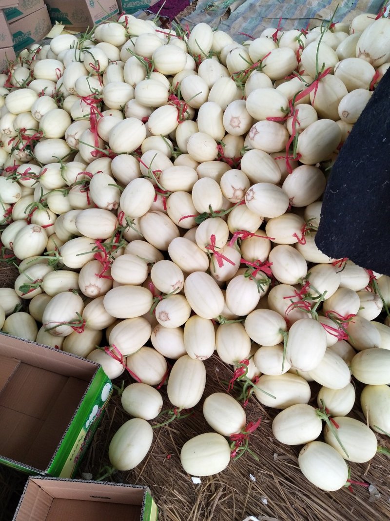 东方蜜1号甜瓜！大棚吊秧瓜，甜瓜香瓜基地！品种上百种！