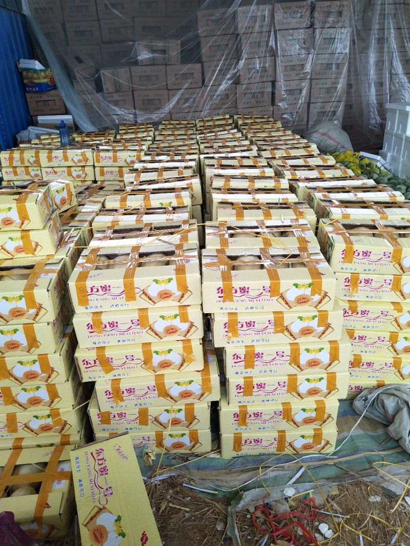 东方蜜1号甜瓜！大棚吊秧瓜，甜瓜香瓜基地！品种上百种！