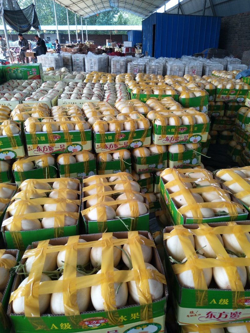 东方蜜1号甜瓜！大棚吊秧瓜，甜瓜香瓜基地！品种上百种！