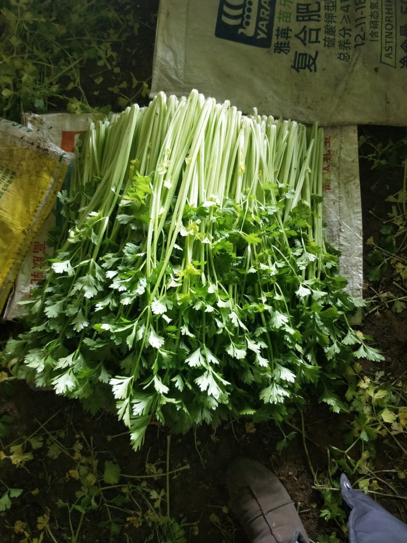 叶菜类芹菜