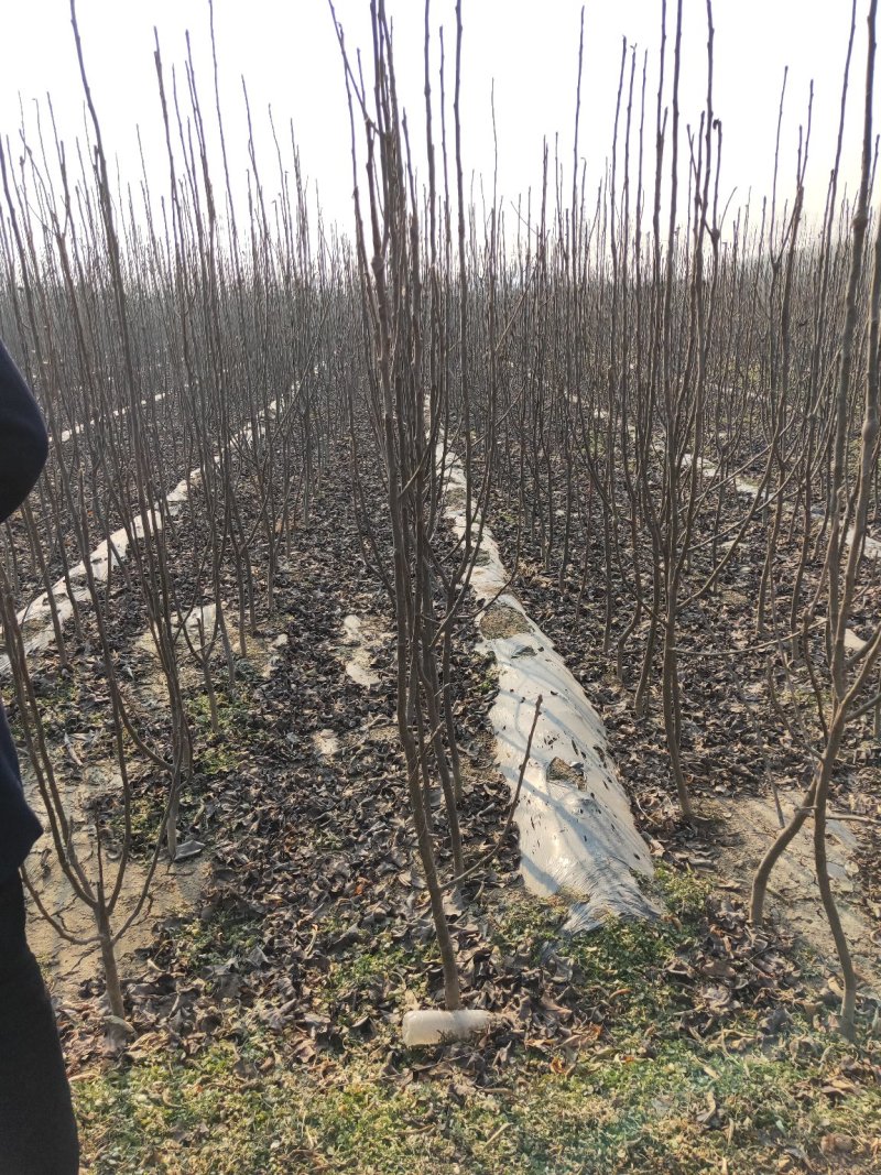 早酥红梨苗玉露香梨奥红一号梨树苗秋月梨苗等