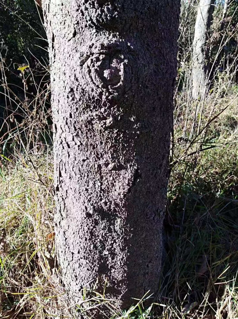 滇朴