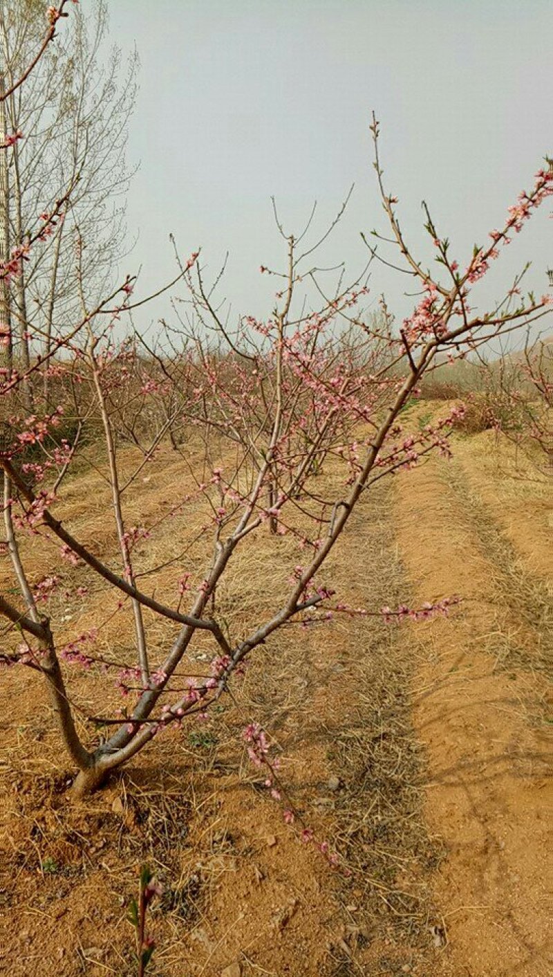 桃树