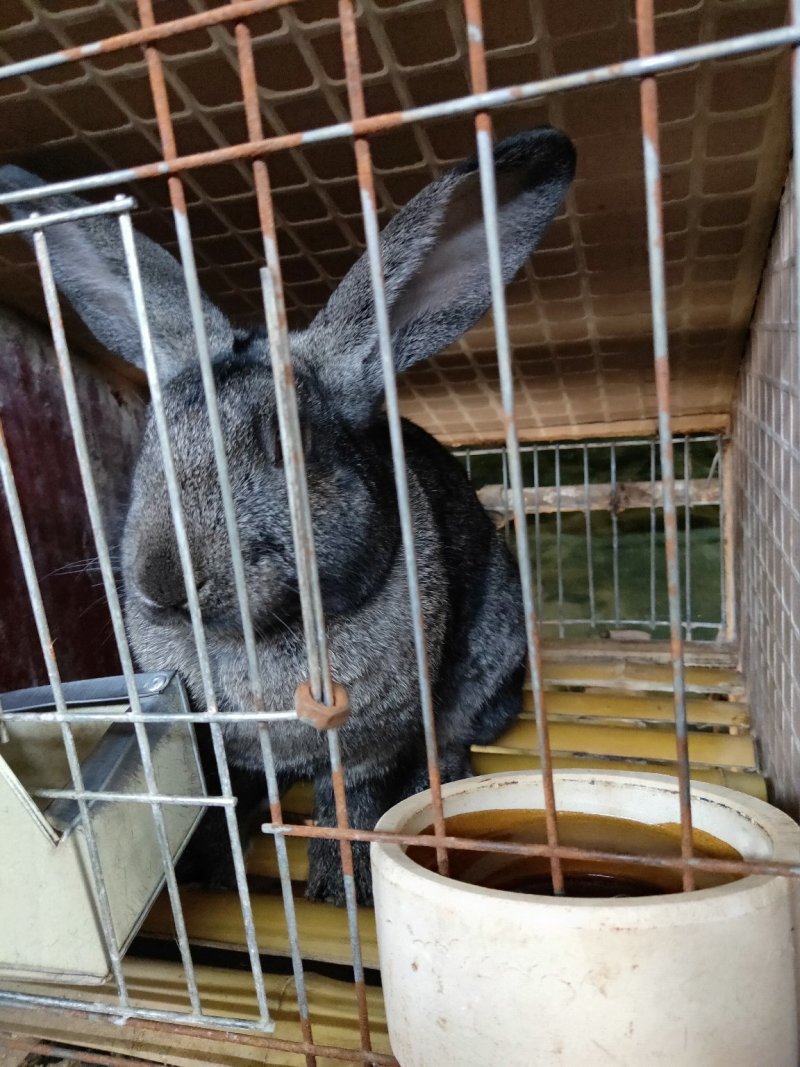 种兔