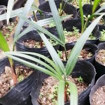 三角椰子苗棕榈科庭院园林绿化植物美观好养