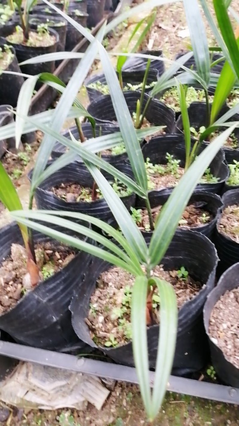 三角椰子苗棕榈科庭院园林绿化植物美观好养