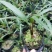 三角椰子苗棕榈科庭院园林绿化植物美观好养