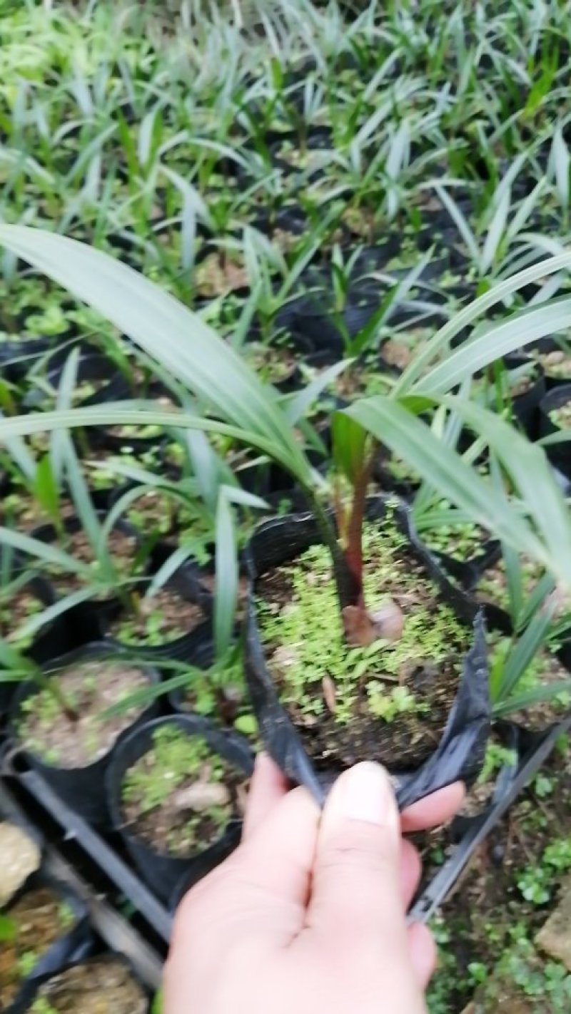 三角椰子苗棕榈科庭院园林绿化植物美观好养