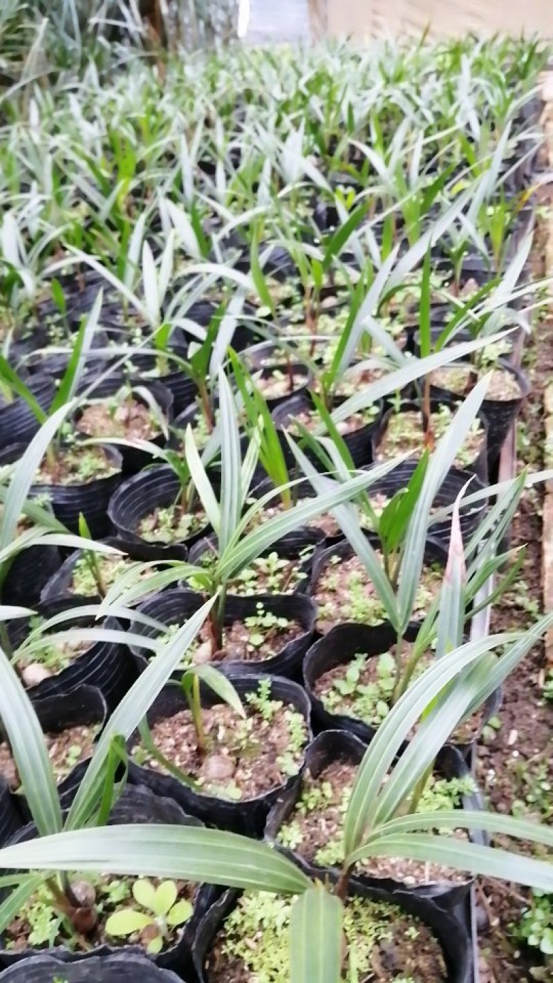 三角椰子苗棕榈科庭院园林绿化植物美观好养