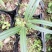 三角椰子苗棕榈科庭院园林绿化植物美观好养