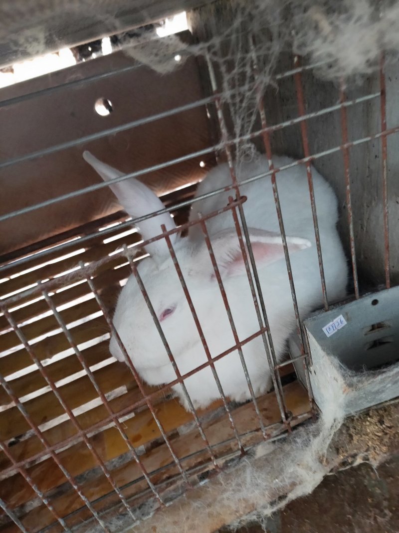 种兔