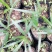 三角椰子苗棕榈科庭院园林绿化植物美观好养
