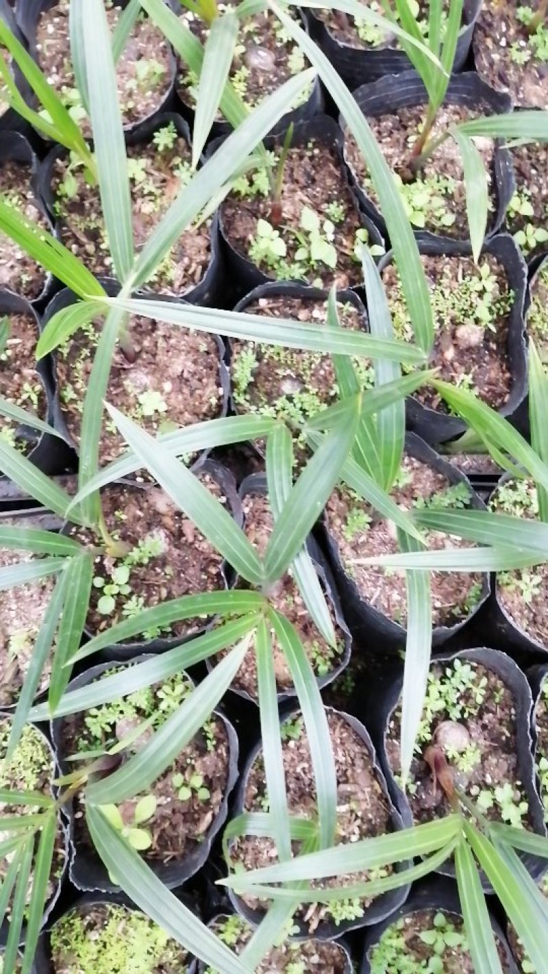 三角椰子苗棕榈科庭院园林绿化植物美观好养