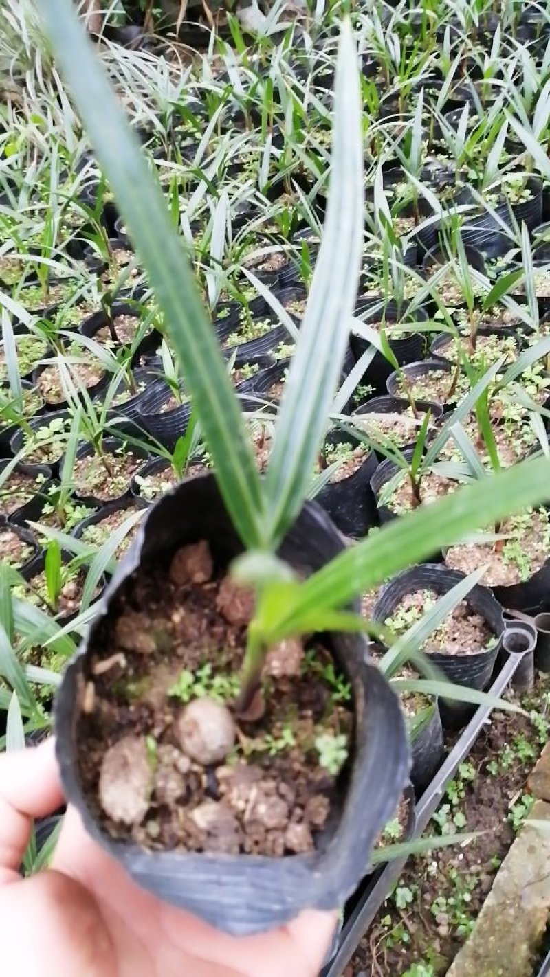 三角椰子苗棕榈科庭院园林绿化植物美观好养