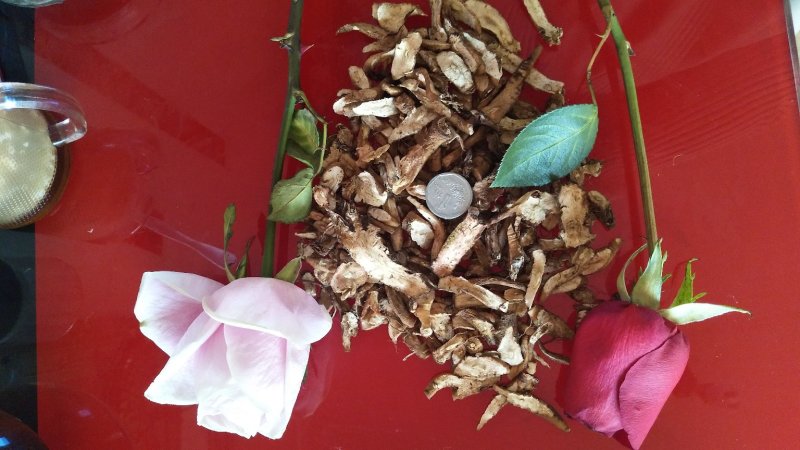 蒲公英切片保健茶去火保健预防感冒无熏蒸