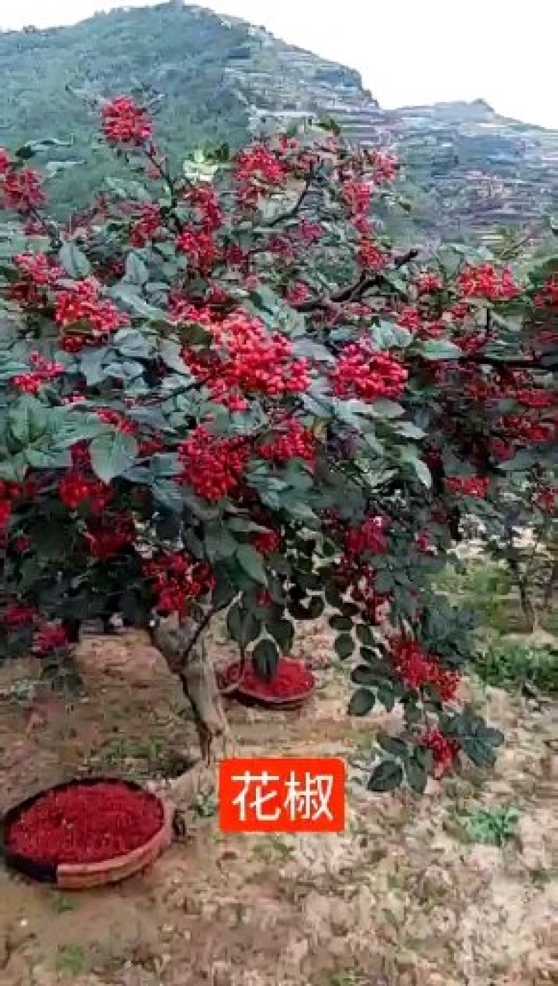 花椒苗