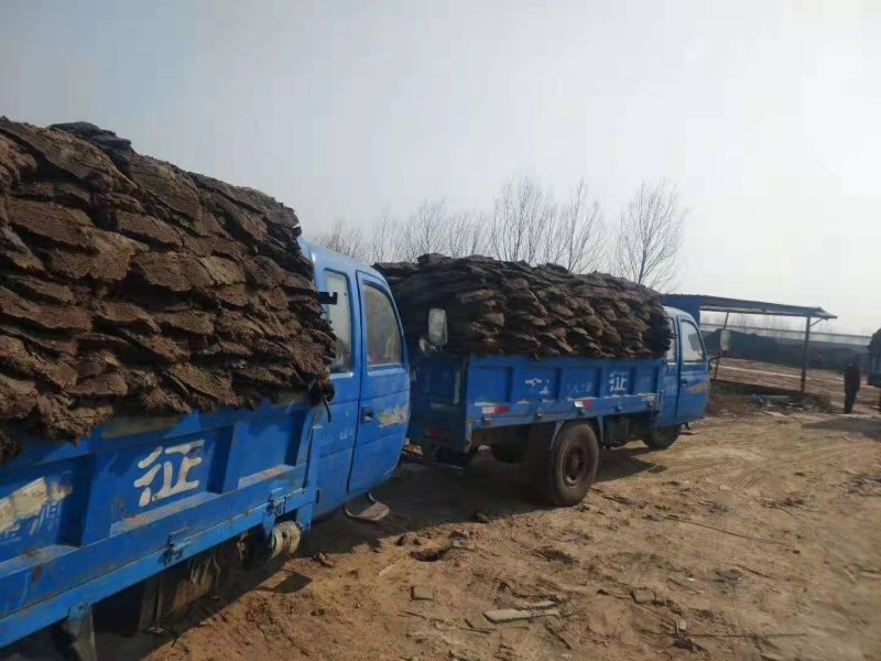 发酵纯羊粪:改良土壤，提高品质，增产增收