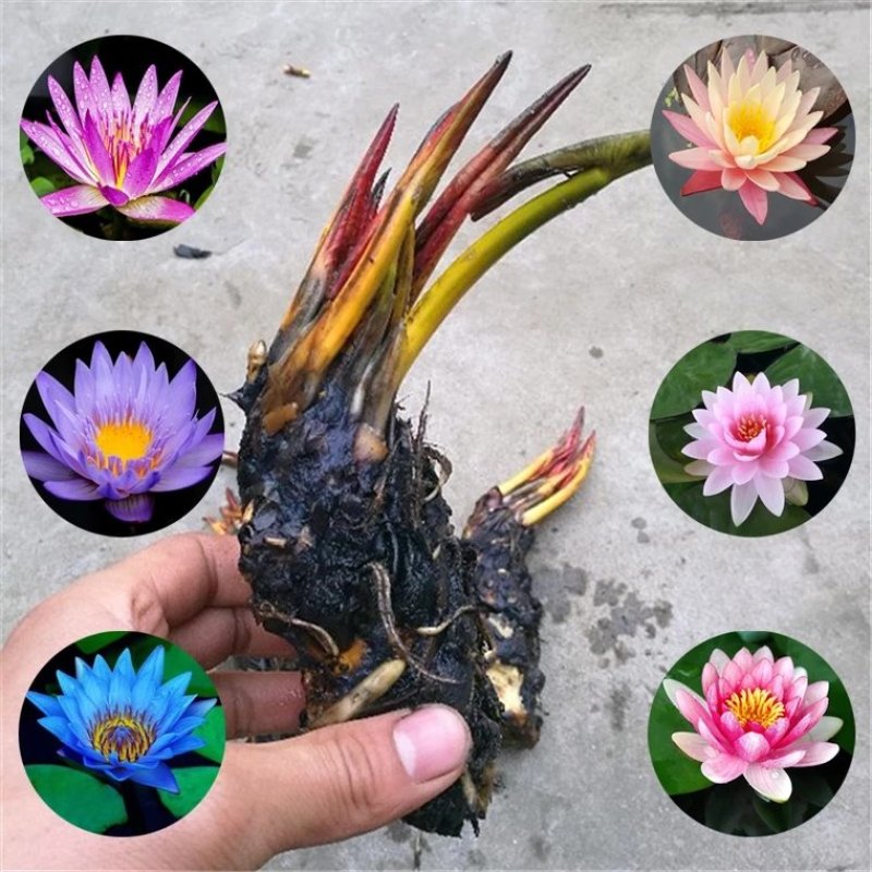 睡莲见水就活观赏睡莲粉色白色黃色红色水培睡莲